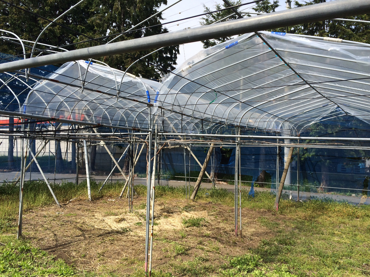 雨除けビニール張りました ぶどうの通販小島ぶどう園